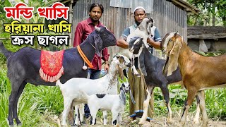 মন্ডি ও হরিয়ানা খাসি। খামার উপযোগী ক্রস বাচ্চা সহ মা ছাগল ও বড় খাসির দাম জানুন Goat Farming