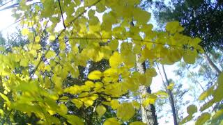 20201027 In The Juicy Woods - 3 Inch EmuFlight 0.3.2 RunCam Hybrid 4K -