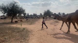 Nagaur Cattle Fair, Rajasthan