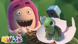 Uovo sulla mia faccia | Cartoni Animati 📺 | Video divertenti | Oddbods Italia