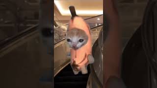 スパイラルエスカレーター横浜みなとみらい ランドマークプラザspiral-moving escalator 三菱電機 bananacat