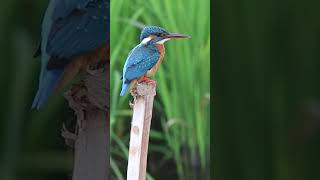 Chirping Melody #10| Relaxing Piano Music and Forest Bird Sounds #shorts  #loveyourself #relax