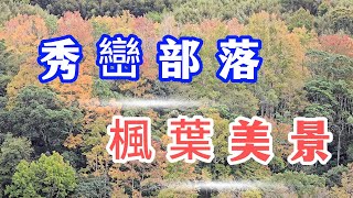 今年尖石秀巒的楓葉變色了沒 2024年 12月13日