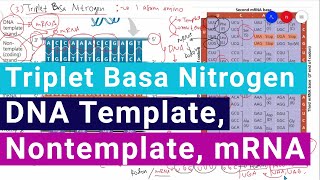 Triplet Basa Nitrogen DNA Template, DNA Non Template, dan mRNA pada Sintesis Protein