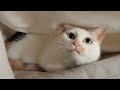 不喜欢的毯子坚决不睡！ cat 猫 cute pets