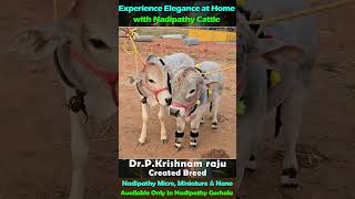 nadipathy cattle below 2 feet height | Nadipathy Goshala | #cute #life #village #farm #trending #yt