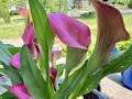 How to plant and care for Calla Lilies