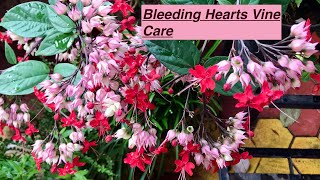 Bleeding hearts plant care| Clerodendrum| HOMESCAPES