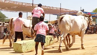 అయిజ న్యూ క్యాటగిరి విభాగం మొదటి బహుమతి🏆-ఎద్దుల బండలాగుడు పోటీలు 3 జత-డాక్టర్ అఖిలేష్ రెడ్డి బుల్స్