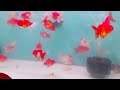 kolathur fish market review in tamilchennai kolathur aquariumfishi kolathurchennai aquariumfishtamil