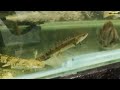 kolathur fish market review in tamilchennai kolathur aquariumfishi kolathurchennai aquariumfishtamil