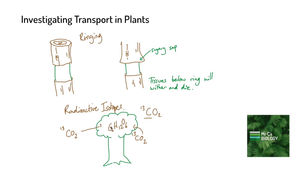 Investigating Transport In Plants (A Level Biology) - YouTube