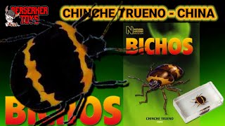 CHINCHE TRUENO - CHINA  - BICHOS- COLECCIÓN DE INSECTOS Y ARÁCNIDOS RBA FASCÍCULO #16