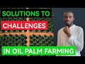 Solutions To Challenges In Oil Palm Farming | Everything You Need To Know