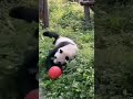 萌二三色球三投三中 #来这吸熊猫 #panda #一方水土养一方熊猫 #大熊猫 #cute