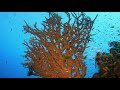 2 hours of beautiful coral reef fish 🐠 relaxing ocean fish u0026 stunning aquarium relax music