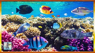 2 Hours of Beautiful Coral Reef Fish 🐠 Relaxing Ocean Fish & Stunning Aquarium Relax Music