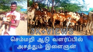 செம்மறி ஆடு வளர்ப்பில் அசத்தும் இளைஞன்//semmare aadu valarppu//Thoothukudi vivasaya nanpan