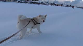 【秋田犬ゆうき】なぜそこまでして雪道を突き進むのか？そこに雪があるからです【akita dog】