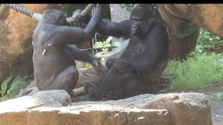 本当はトトさんに甘えたいスモモちゃんがかわいい♪【2023年5月16日】【上野動物園】ゴリラ