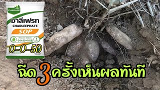 ระเบิดหัวมันสำปะหลังด้วยปุ๋ยเกล็ด0-0-50+18(s)ฉีดทางใบ