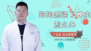 狗狗感染了蜱蟲怎么辦