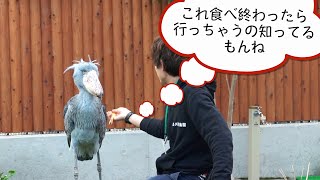 ハシビロコウふたばちゃんと大好きな飼育員さんとのじっくりごはん2→大暴れ? 2019年1月 Shoebill FUTABA　掛川花鳥園【ちょっと昔のふたば19】