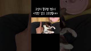 고양이 정수기 이것만 알고 고르면 됩니다 !