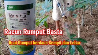 ⭕Racun rumput Basta, basmi Rumput berdaun sempit dan Berdaun Lebar.Pada tanaman singkong Dan jagung