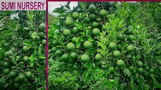 Sweet Bari-1 Malta Farming Full information Call -8926100200