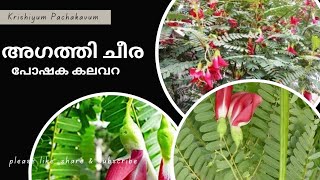 അഗത്തി ചീര: പോഷക കലവറ/ Agathi cheera/ കണ്ണിന്റെ ആരോഗ്യത്തിനു ഉത്തമം