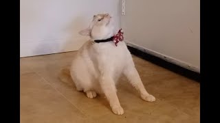 When The Catnip Hits pt. 2