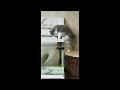 funny animals funny cats