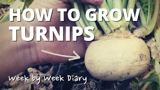 How to Grow Snowball Turnips | Quick \u0026 Easy Guide