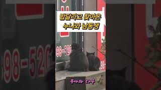 일년후, 밥동냥온 길고양이의 사연 #냥셔틀맘 #길고양이 #고양이