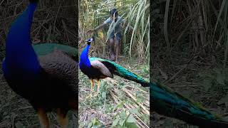 Virall #peacok # in forest of asli mor #forest of # attack in forest# of peacock# subscribe#wildlife