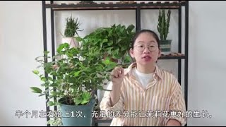 茉莉花秋季怎么养护？用对方法，不仅能再开花也更有利于越冬