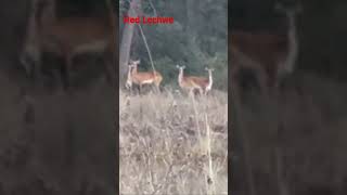 Red Lechwe