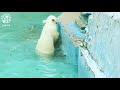 【天王寺動物園】青くて四角いのはイッちゃんママの♪ホウちゃんは緑の三角の♪ tennouji zoo polar bear icchan and houchan