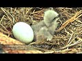 Big Bear Valley: Lovable Jackie and Shadow  / First chick hatches. 3-4 Mar 2022