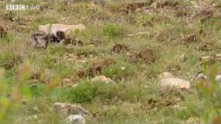 Springwatch - The Lapwing Story