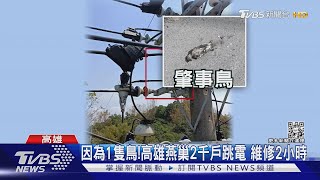 因為1隻鳥! 高雄燕巢2千戶跳電 修2小時才好｜TVBS新聞