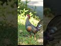 കാട്ട് കോഴി sound grey jungle fowl sound nature junglefowl