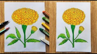 How to draw Marigold step by step Tutorial | Flower outline drawing | Flower drawing with oil pastel