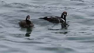 野鳥観察シノリガモの採餌2羽が潜水して採餌してました　シノリガモ