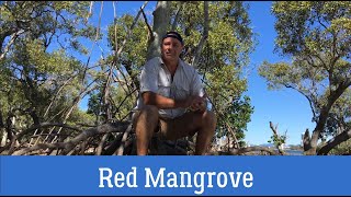 Introduction to Red Mangrove and its structural adaptations