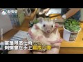 刺蝟也會流浪 飼養前必須有的決心－動物雲社群媒體