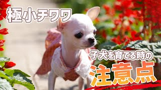 極小チワワの子犬を育てるときの注意点～チワワの赤ちゃんを飼う前に知って欲しい事～