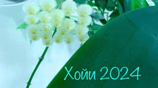 Хойи (. Обзор 2024 )