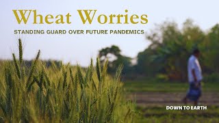 Wheat Worries: Standing guard over future pandemics
